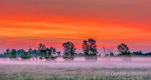 Trees In Misty Sunrise_P1150725-7.jpg - Photographed near Smiths Falls, Ontario, Canada.